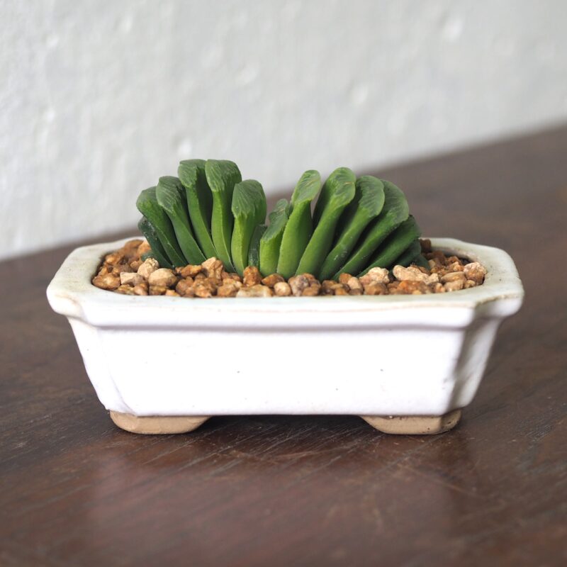 Haworthia Truncata-lime green