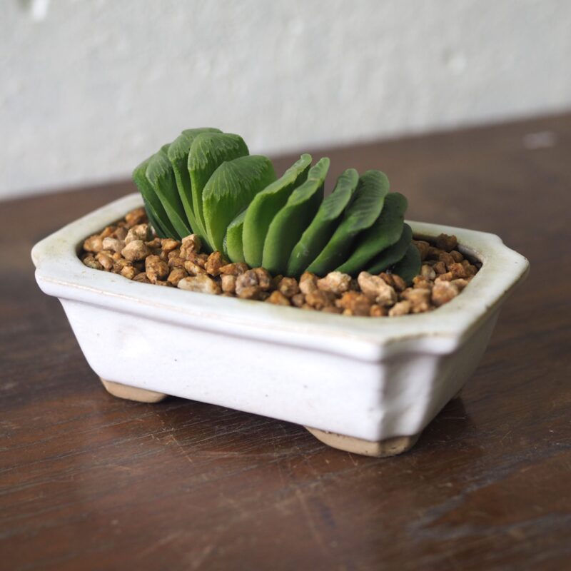 Haworthia Truncata-lime green