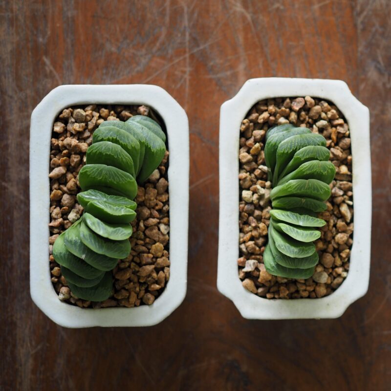 Haworthia Truncata-lime green