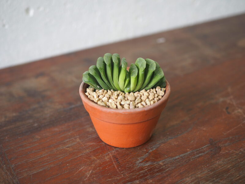 Haworthia-Truncata-lime-green