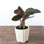 Jewel Orchid