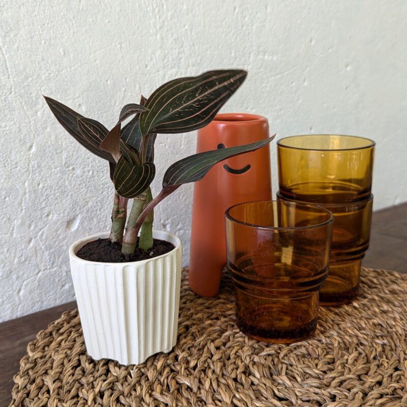 Jewel Orchid on a table