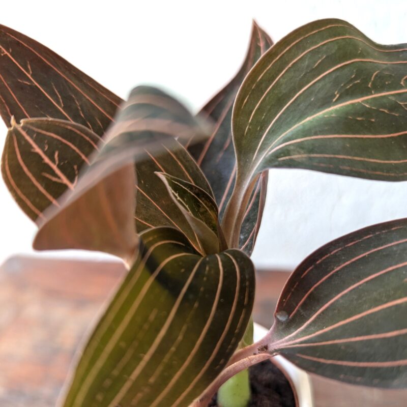 Jewel Orchid leaf detail