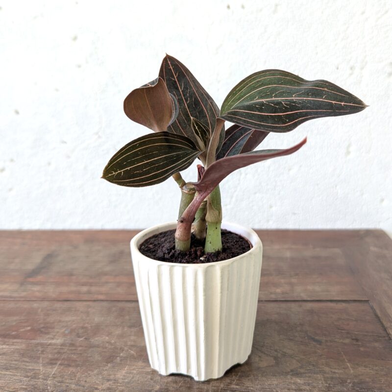 Jewel Orchid