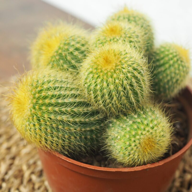Parodia leninghausii golden ball cactus details