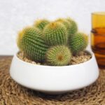 Parodia leninghausii golden ball cactus in a white pot