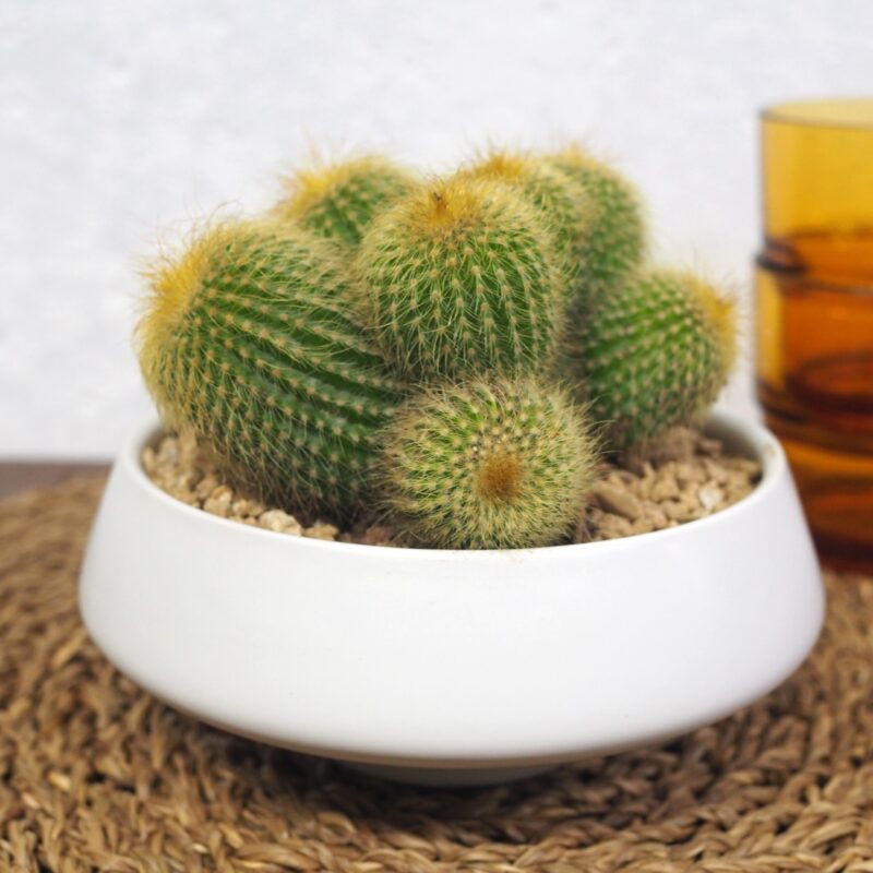 Parodia leninghausii golden ball cactus in a white pot