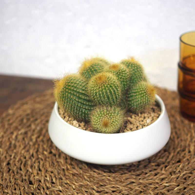 Golden ball cacus in a white pot