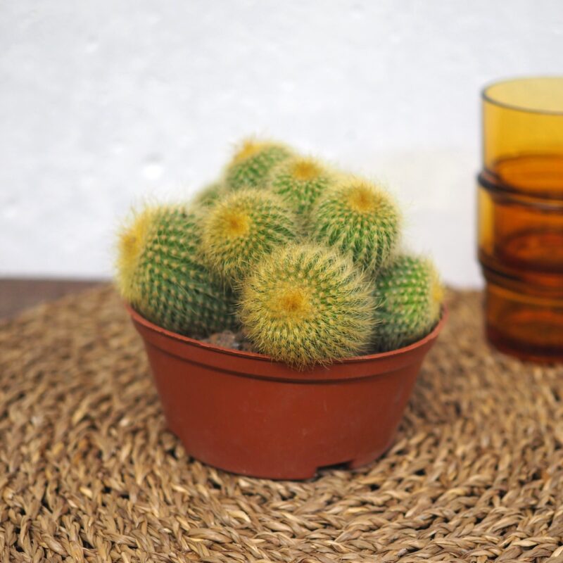 Parodia leninghausii golden ball cactus