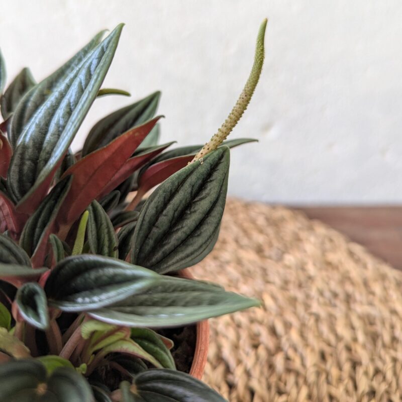 Peperomia Rosso leaf detail