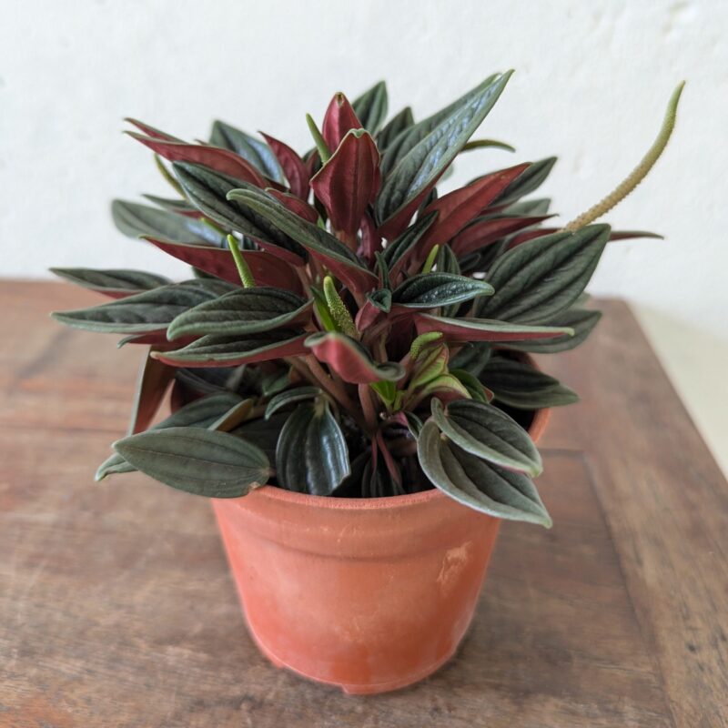 Peperomia Rosso