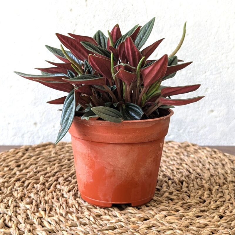 Peperomia Rosso