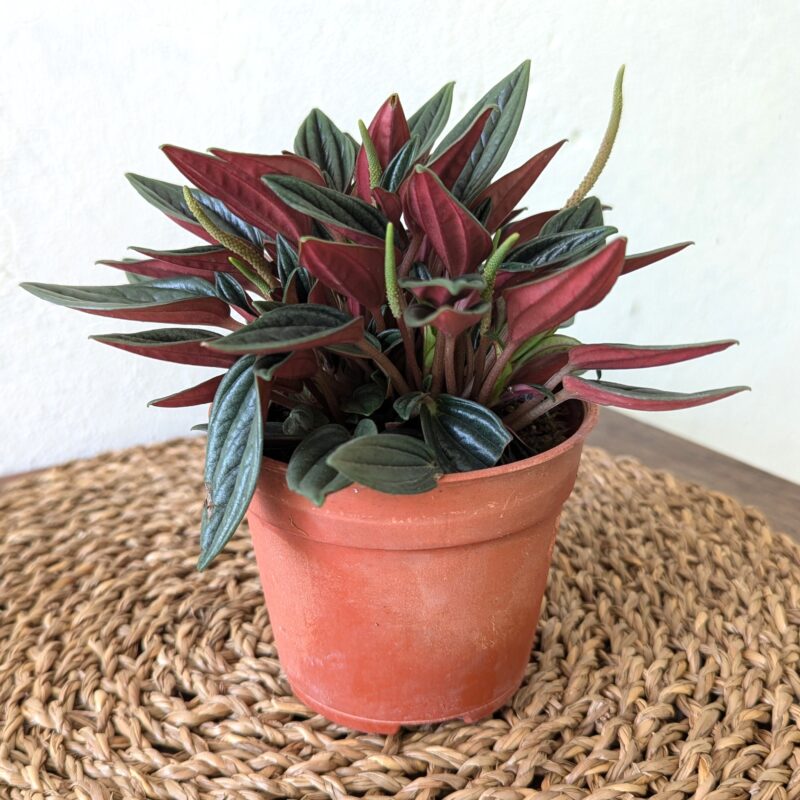 Peperomia Rosso