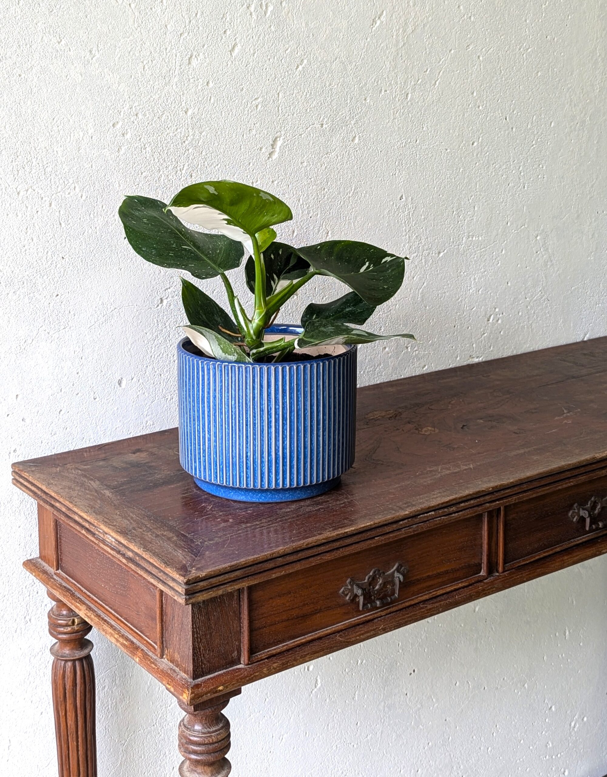 Philodendron White Wizard - Image 3