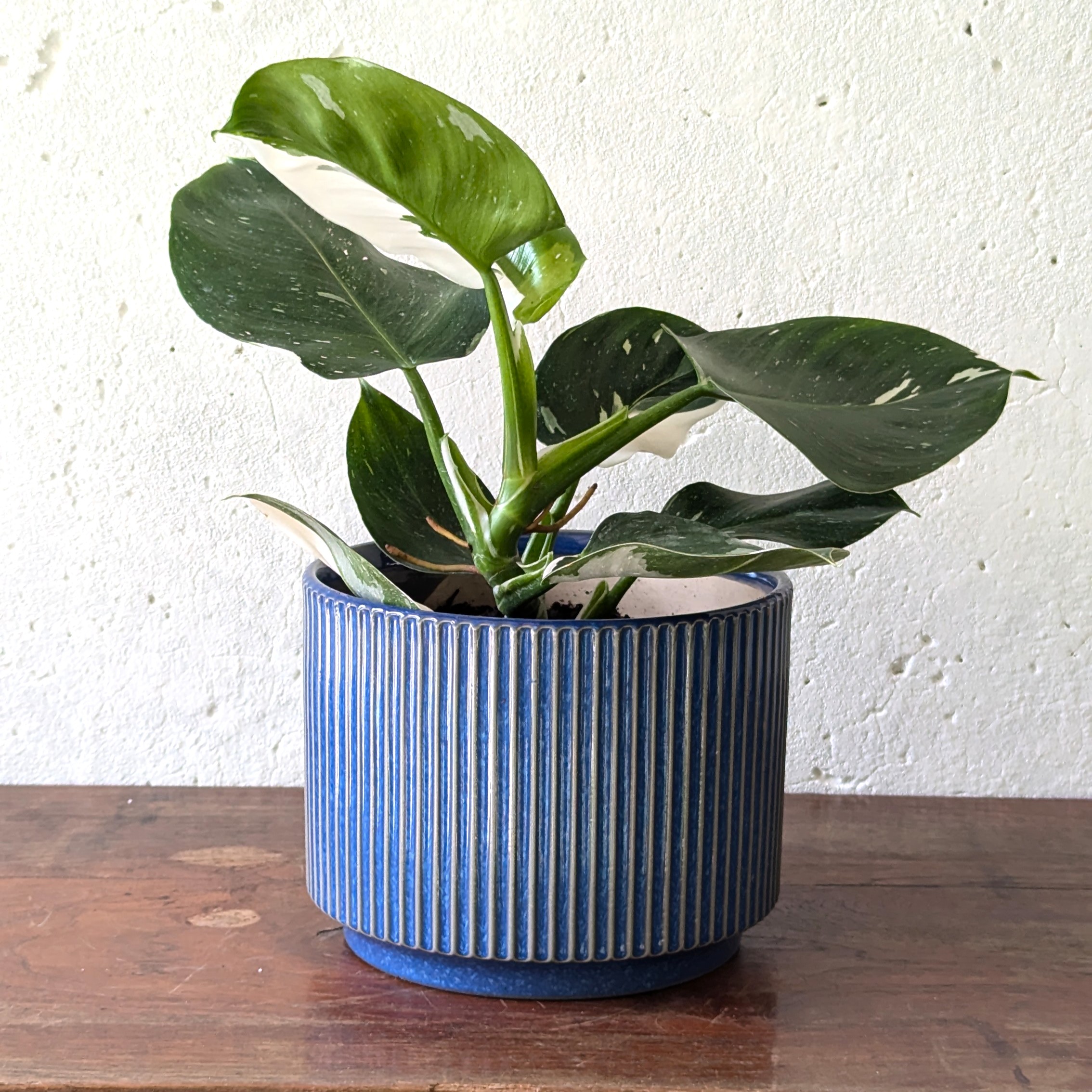 Philodendron White Wizard