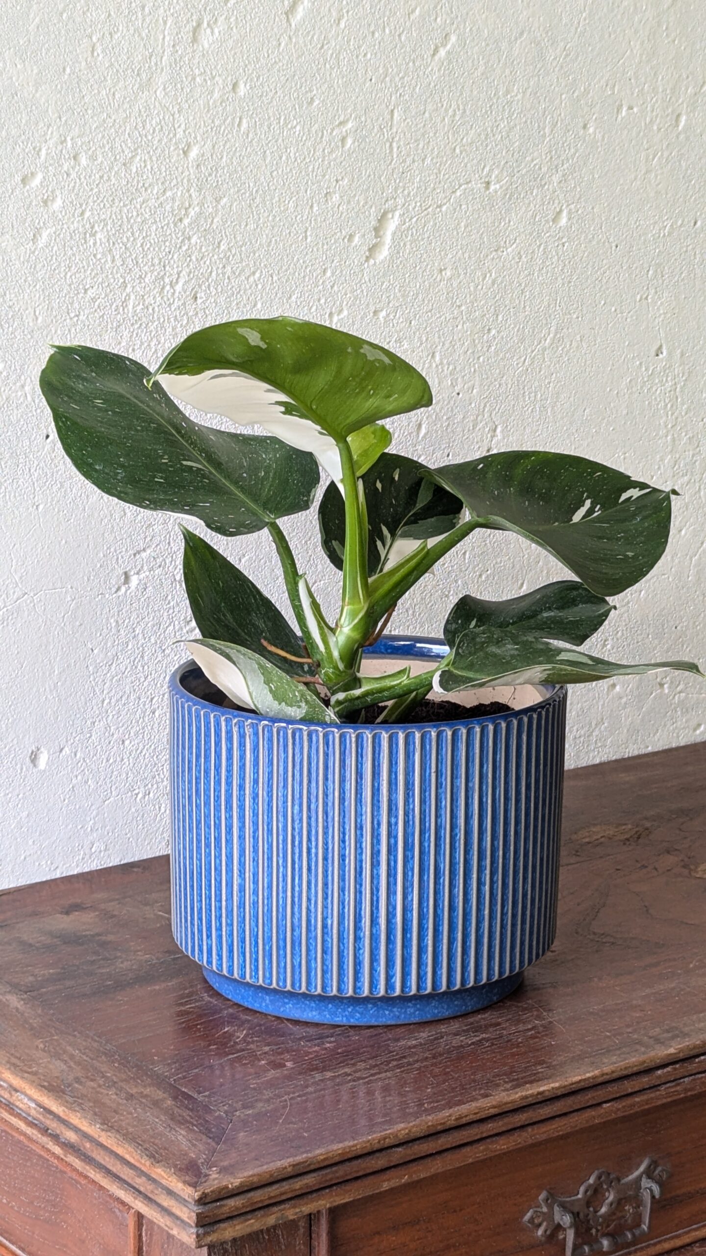 Philodendron White Wizard - Image 2