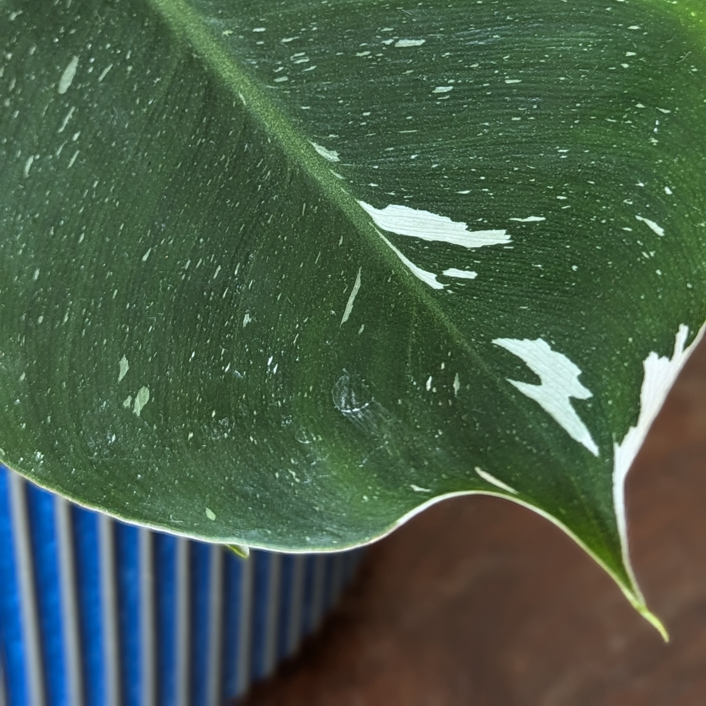 Philodendron White Wizard - Image 5