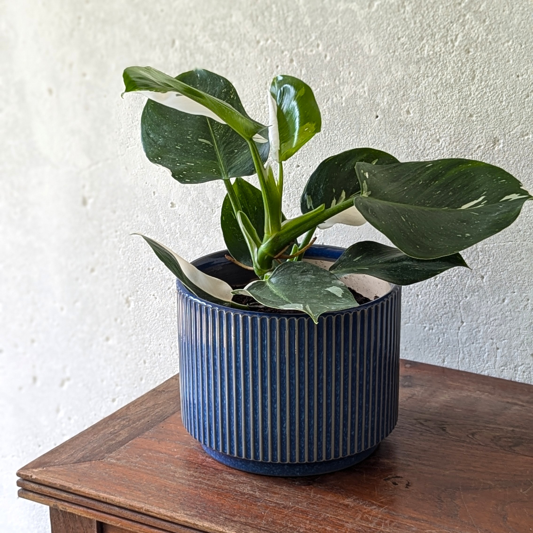 Philodendron White Wizard - Image 4