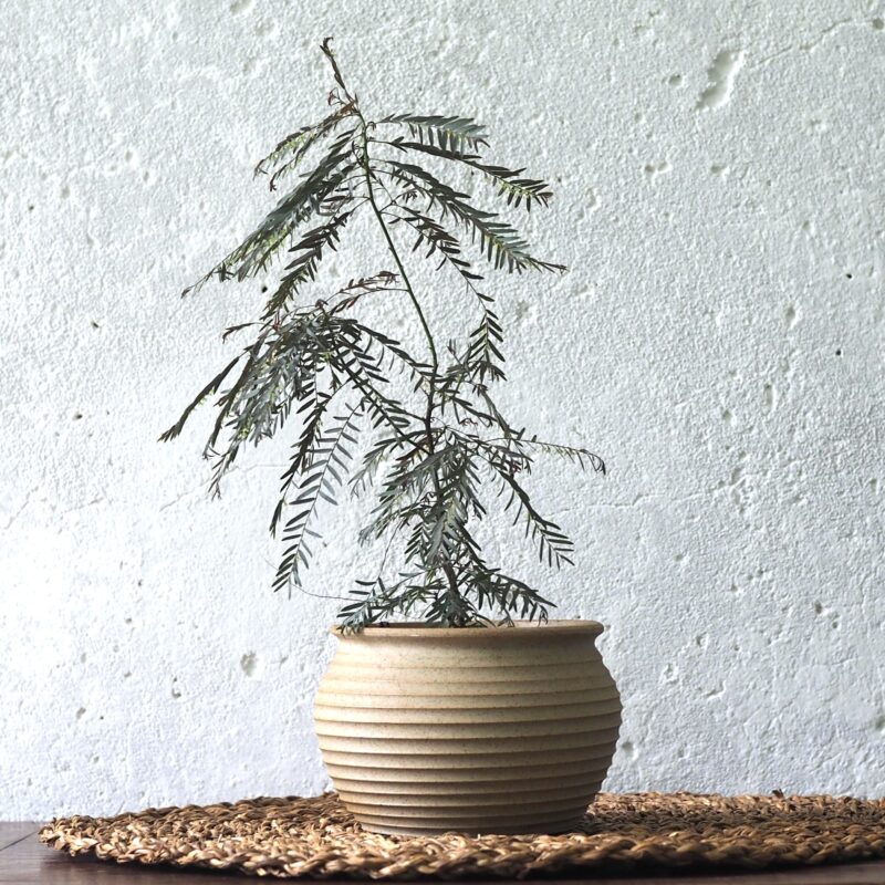 Phyllanthus Fairy