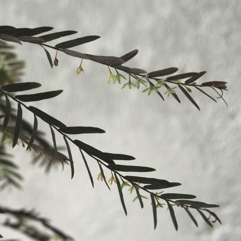 Phyllanthus Fairy