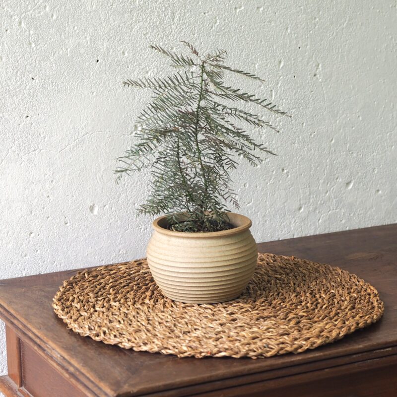 Phyllanthus Fairy