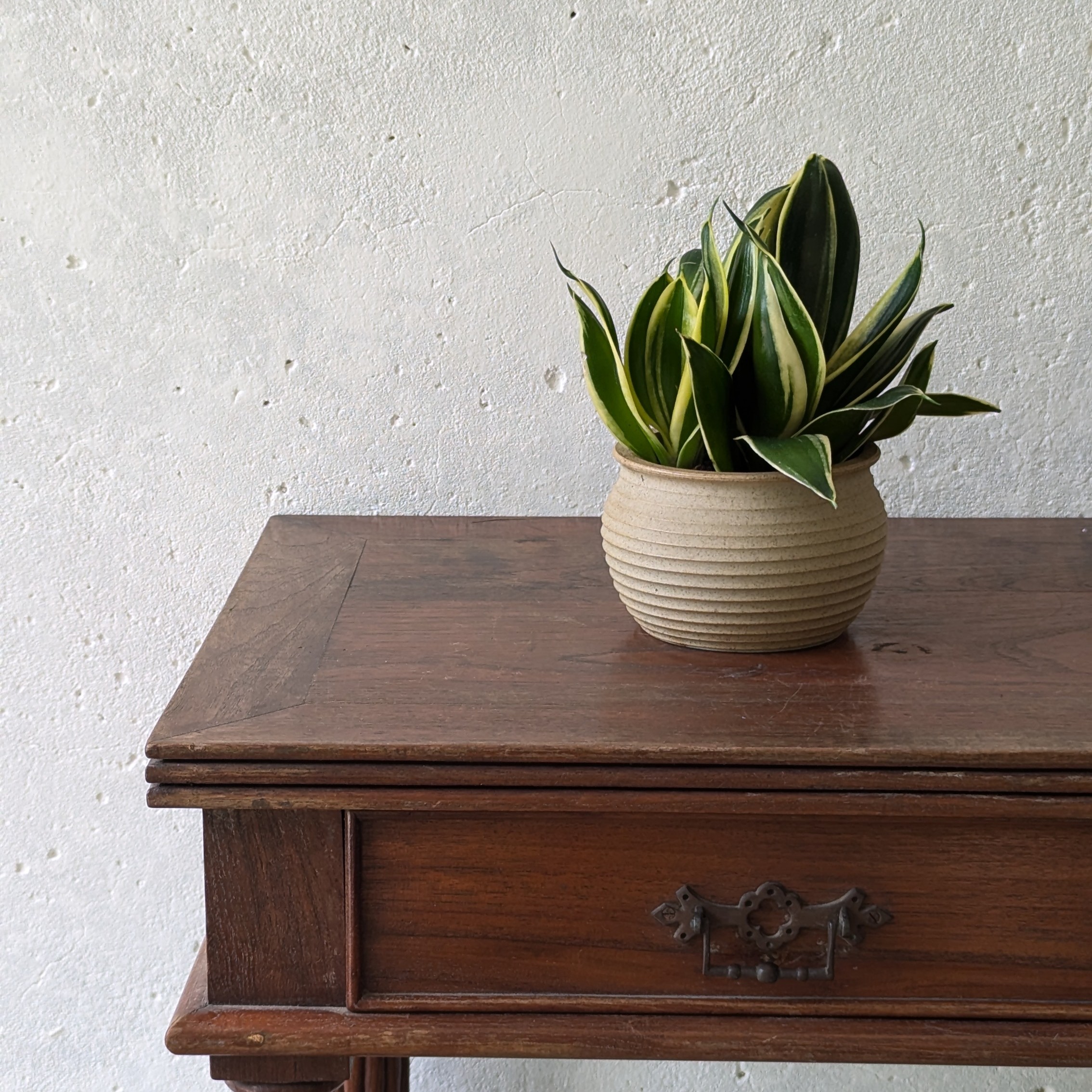 Sansevieria Trifasciata ‘Golden Hahnii’
