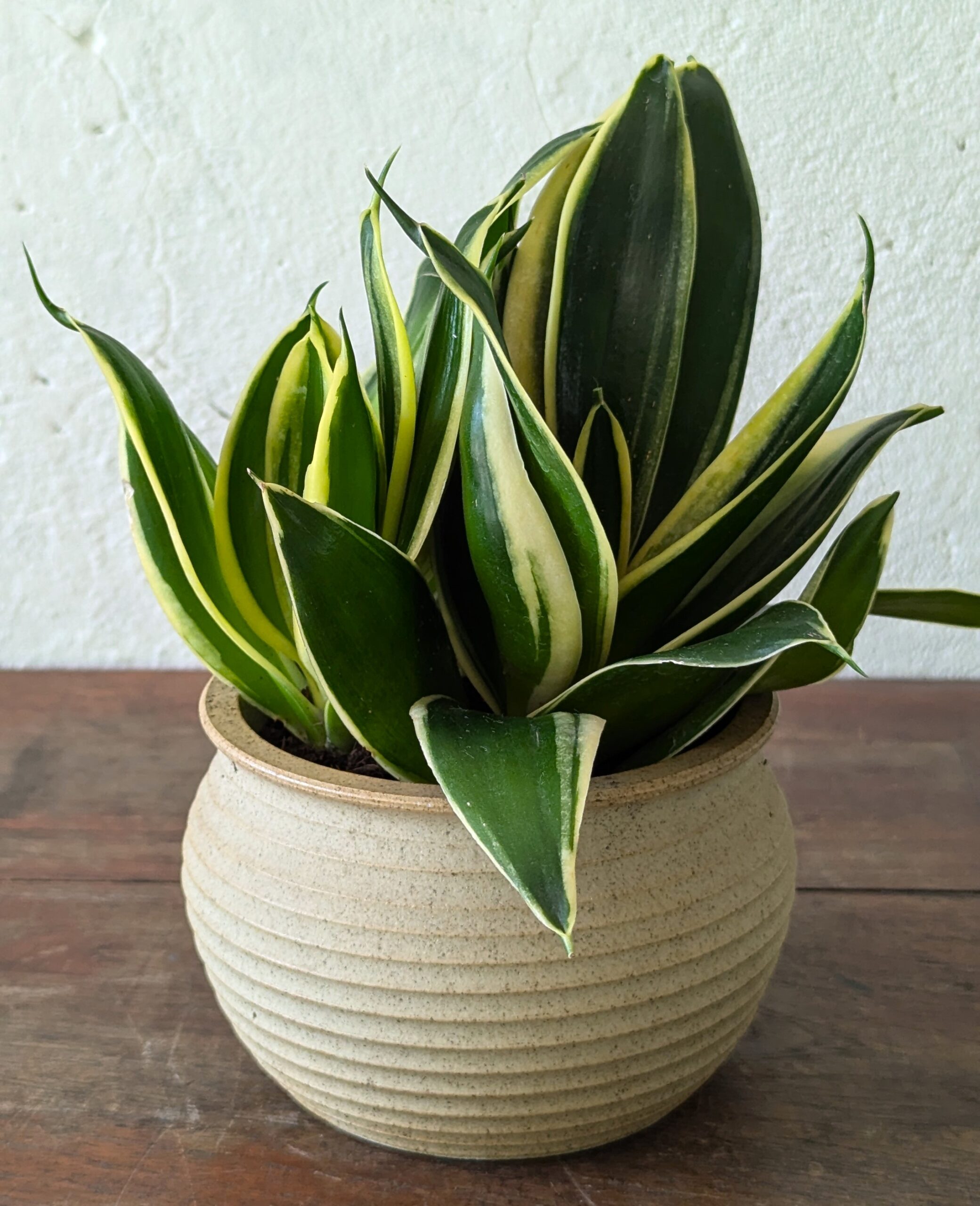 Sansevieria Trifasciata ‘Golden Hahnii’ - Image 4