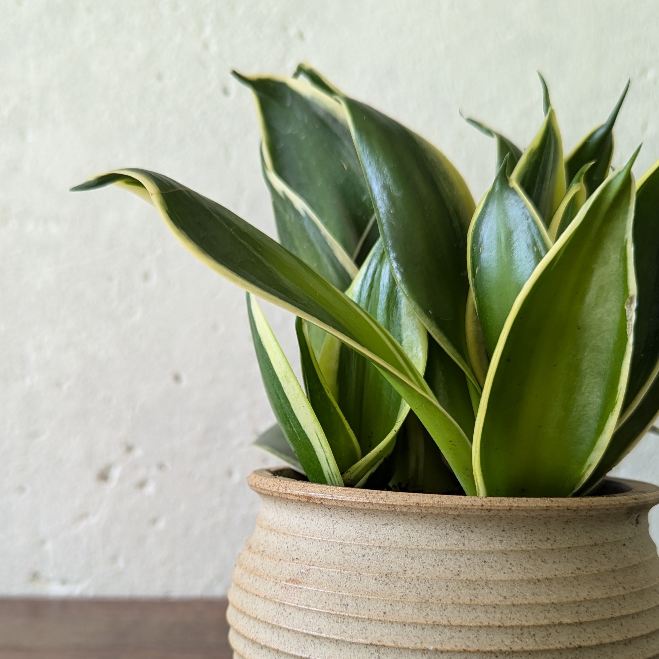 Sansevieria Trifasciata ‘Golden Hahnii’ - Image 5