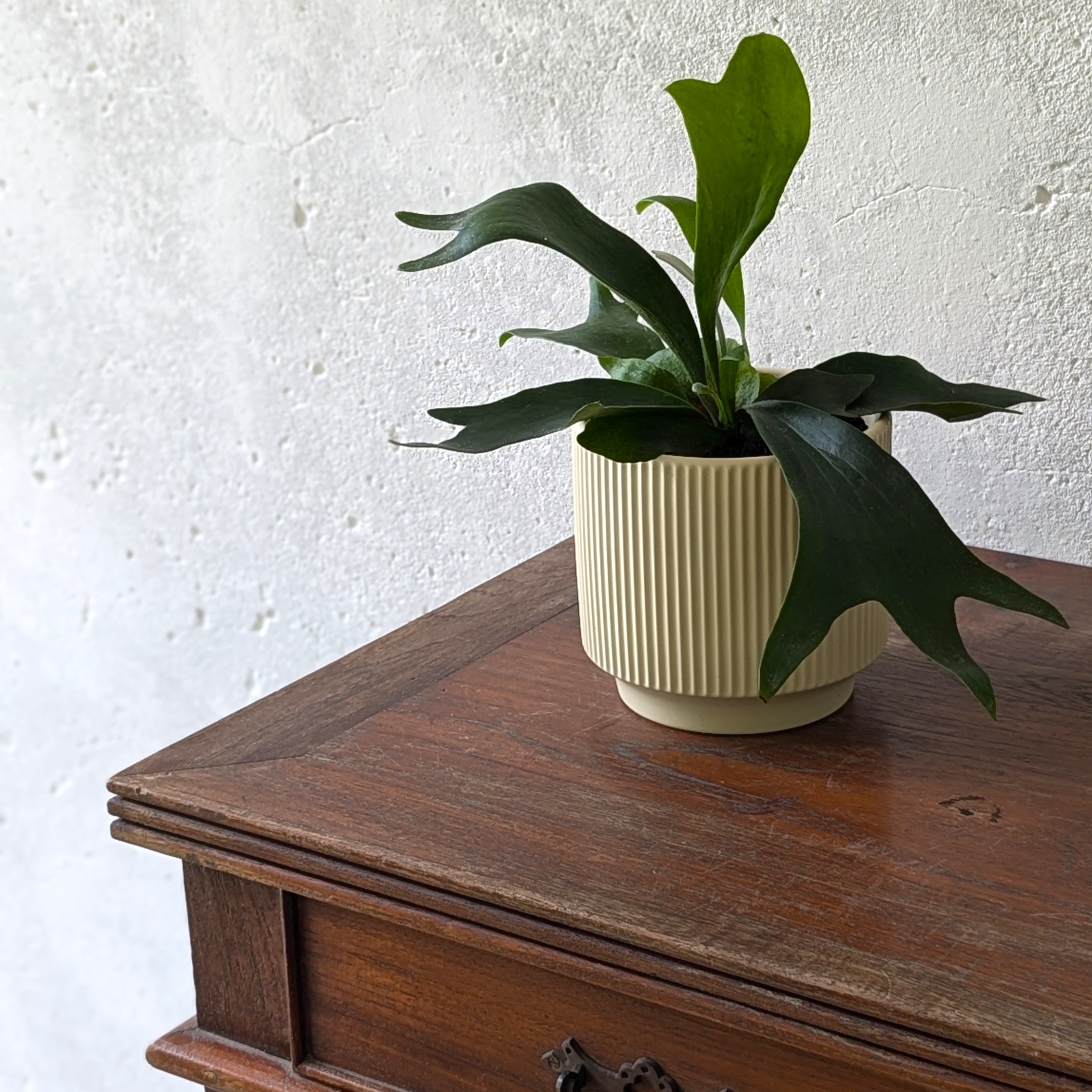 Platycerium Bifurcatum (Staghorn Fern)