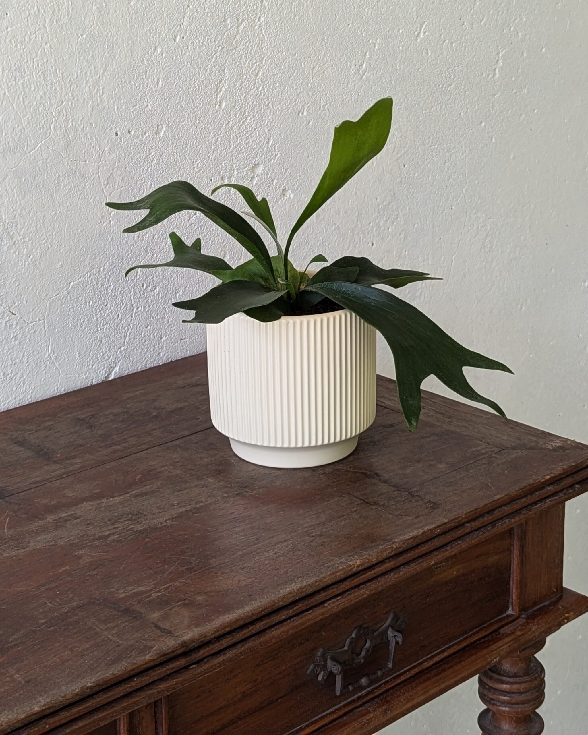 Platycerium Bifurcatum (Staghorn Fern) - Image 2