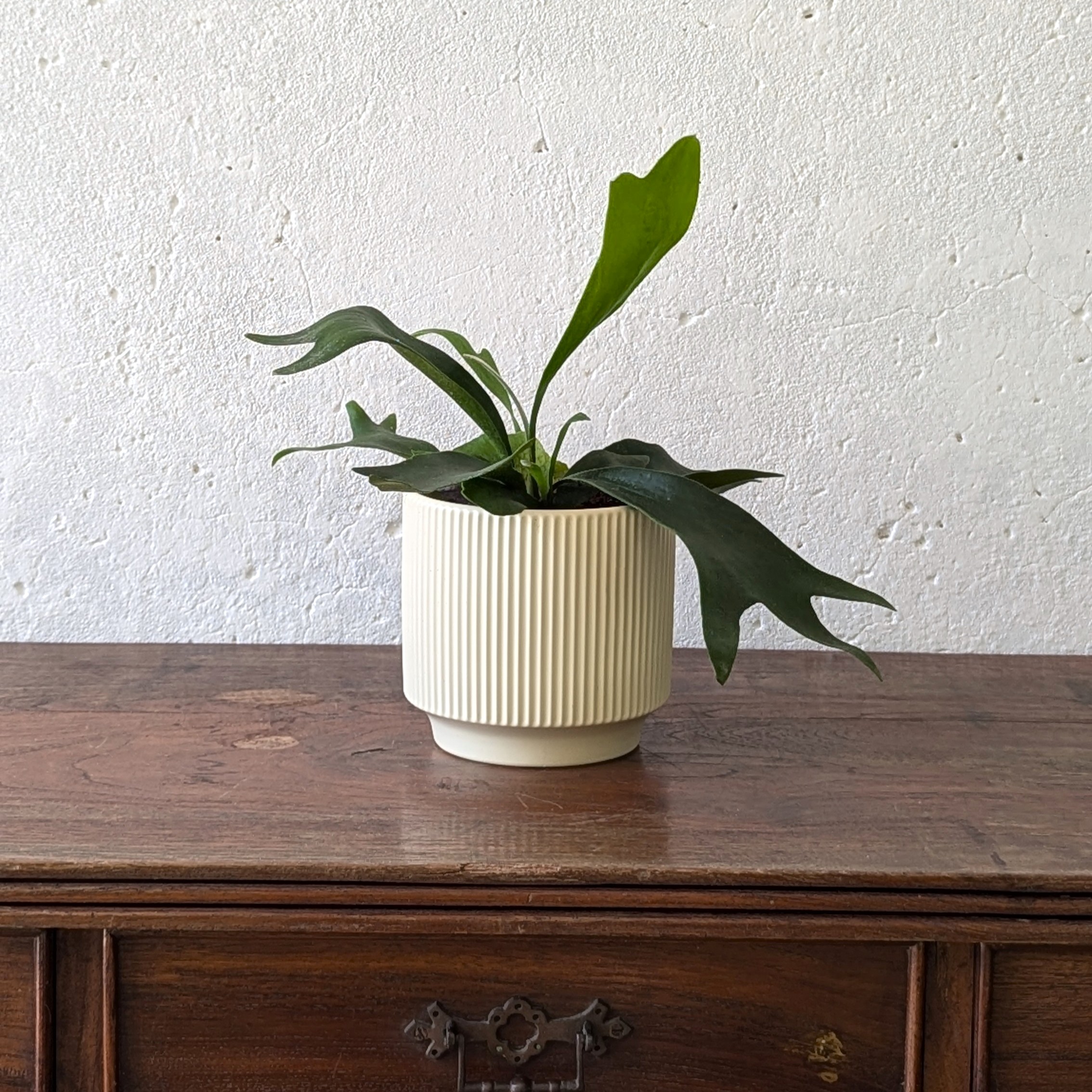 Platycerium Bifurcatum (Staghorn Fern) - Image 3