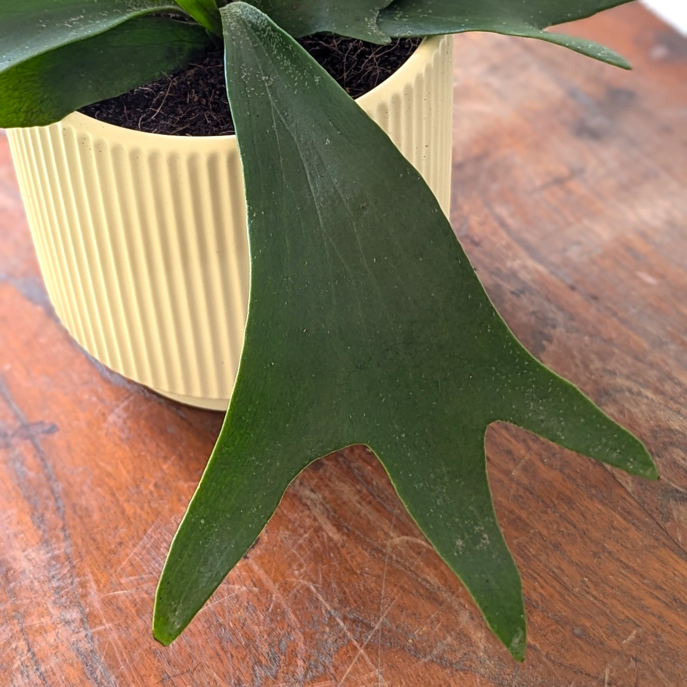 Platycerium Bifurcatum (Staghorn Fern) - Image 4
