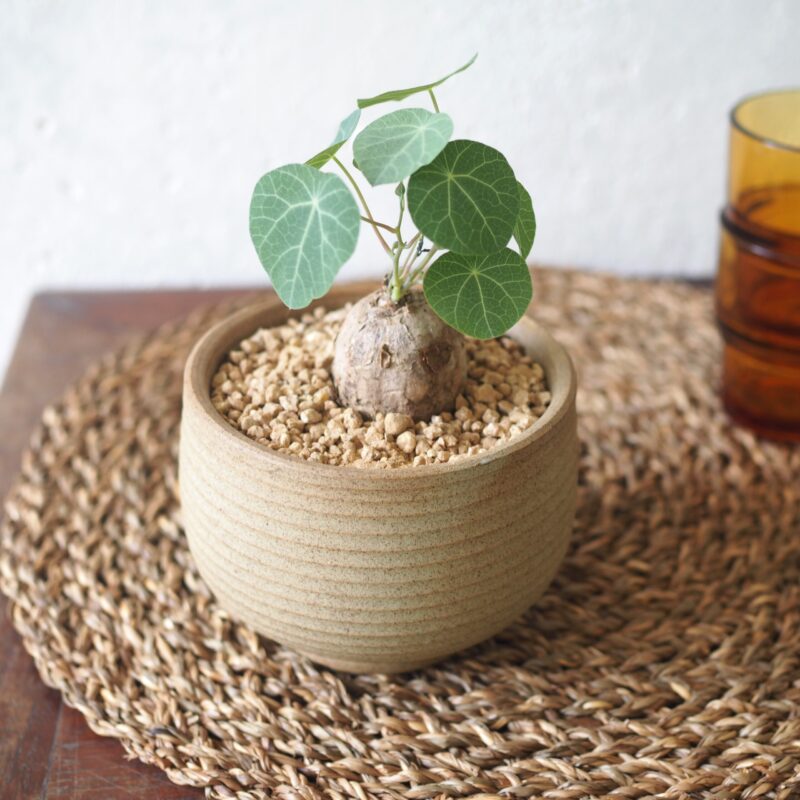 Stephania Erecta in a pot