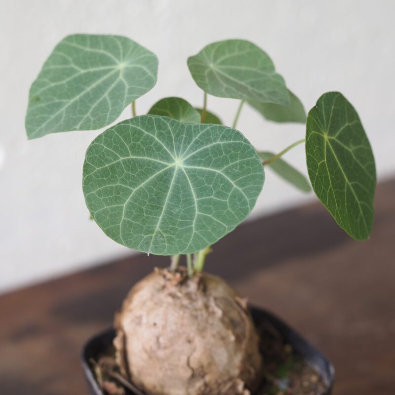 Stephania Erecta leaf