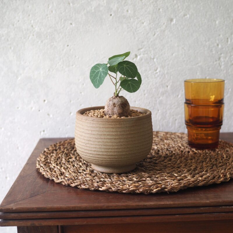 Stephania Erecta in a pot