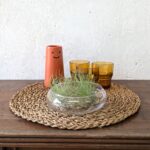 Tillandsia Argentea Air Plant