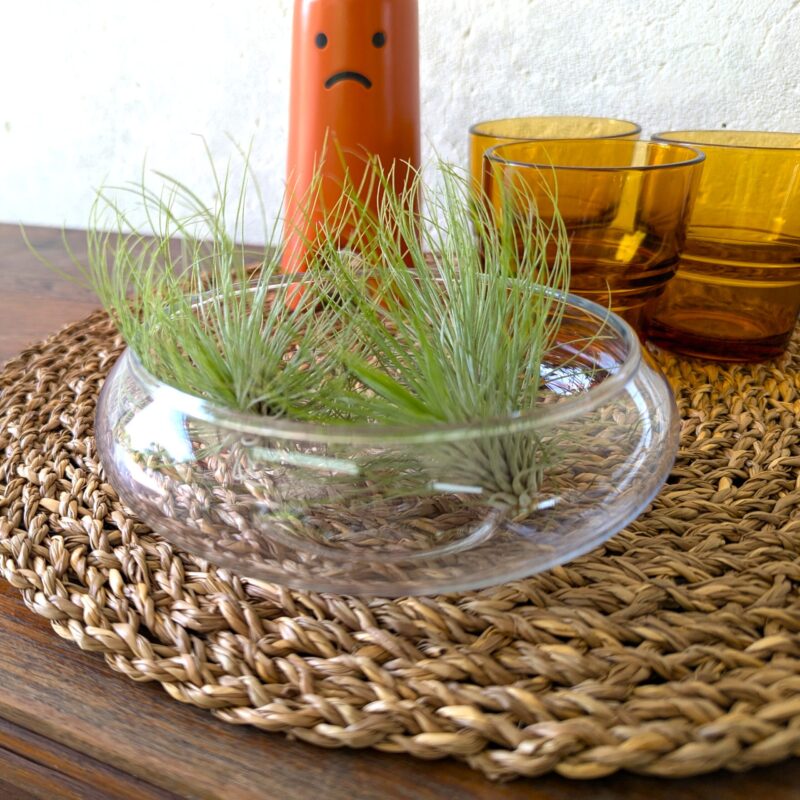 Tillandsia Argentea Air Plant