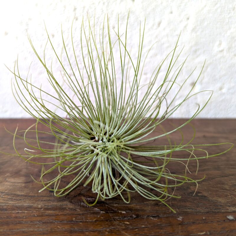 Tillandsia Argentea Air Plant