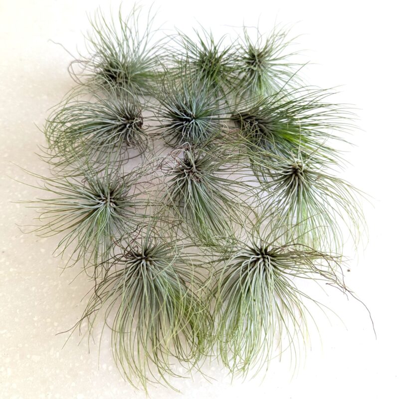Tillandsia Argentea Air Plant