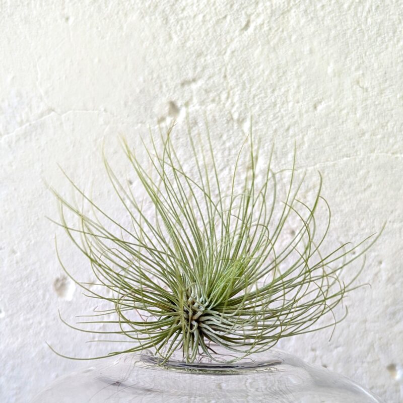 Tillandsia Argentea Air Plant