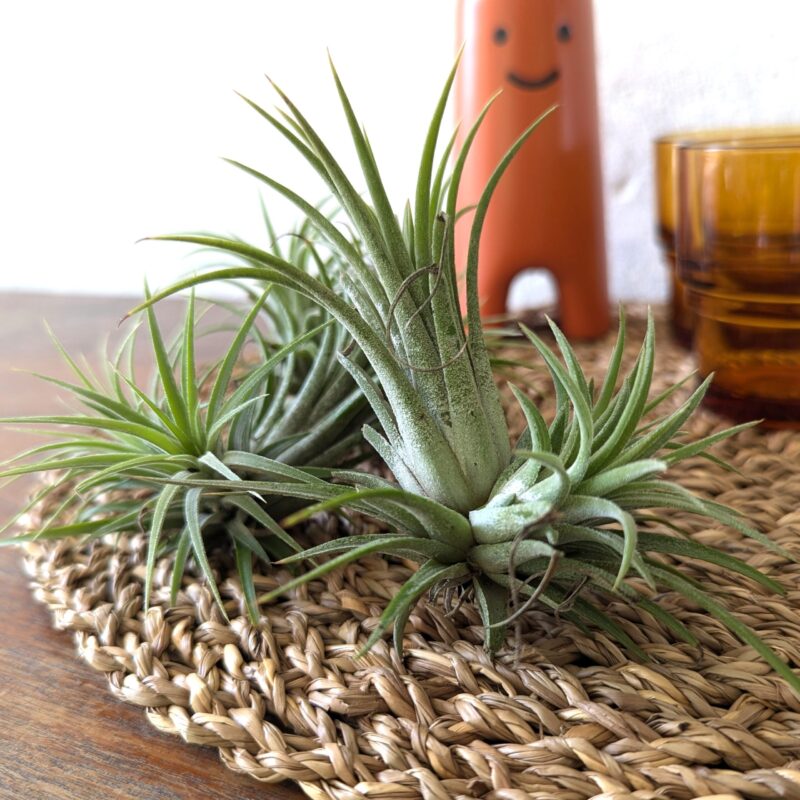 Tillandsia ionantha Air Plant