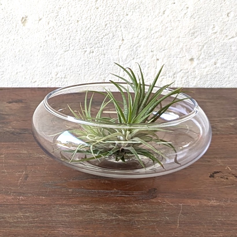Tillandsia ionantha Air Plant