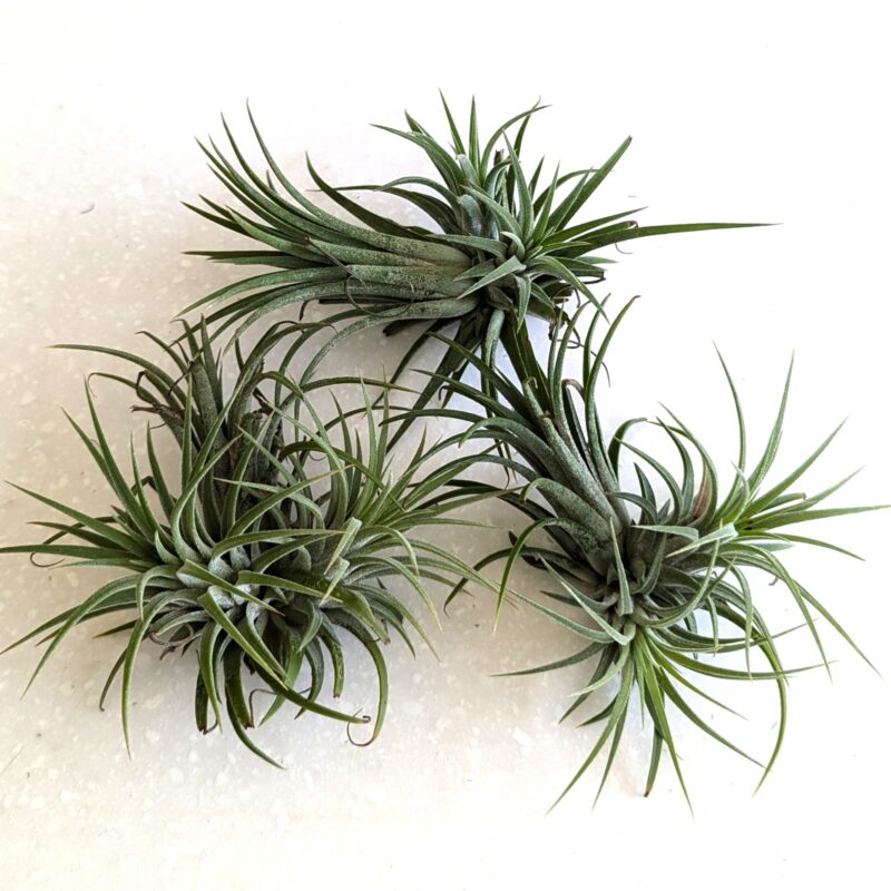 Tillandsia ionantha Air Plant