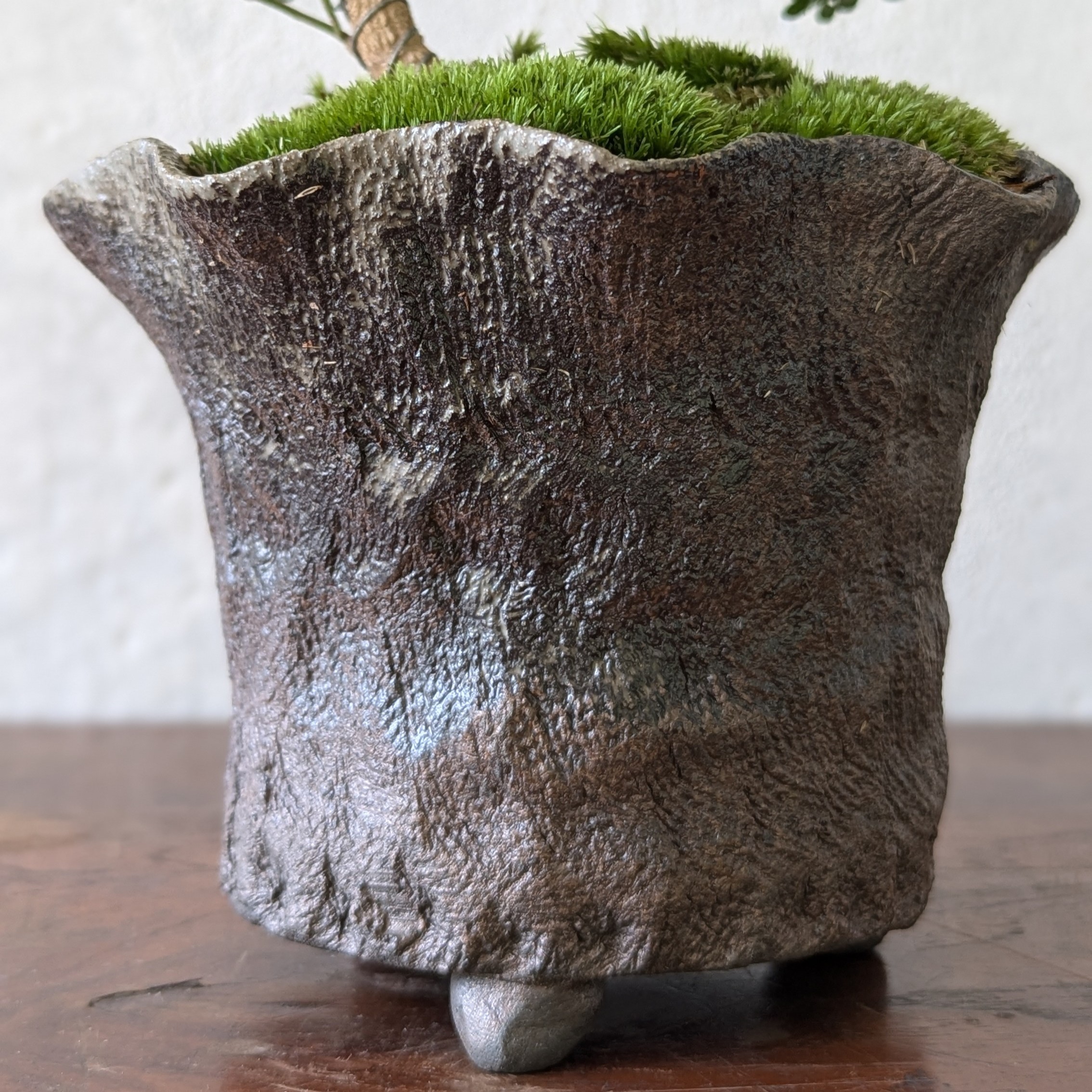 Feroniella Bonsai with Moss – Handmade Japanese Ceramic Pot - Image 8