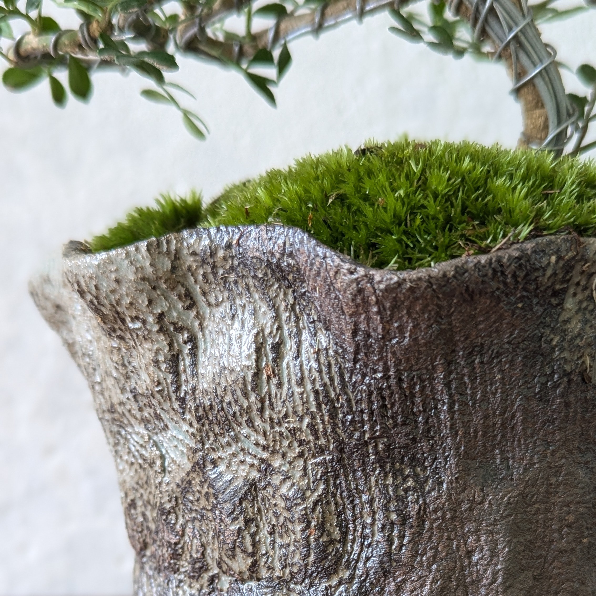 Feroniella Bonsai with Moss – Handmade Japanese Ceramic Pot - Image 7