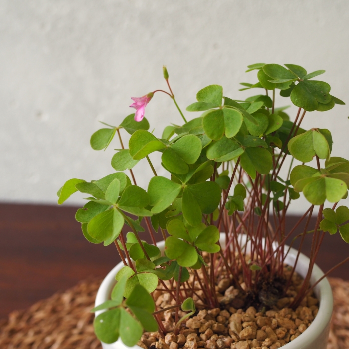 Three Leaf Clover - Image 2