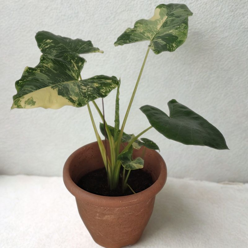 Variegated Alocasia Macrorrhizos - Image 2