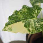 Variegated Alocasia Macrorrhizos
