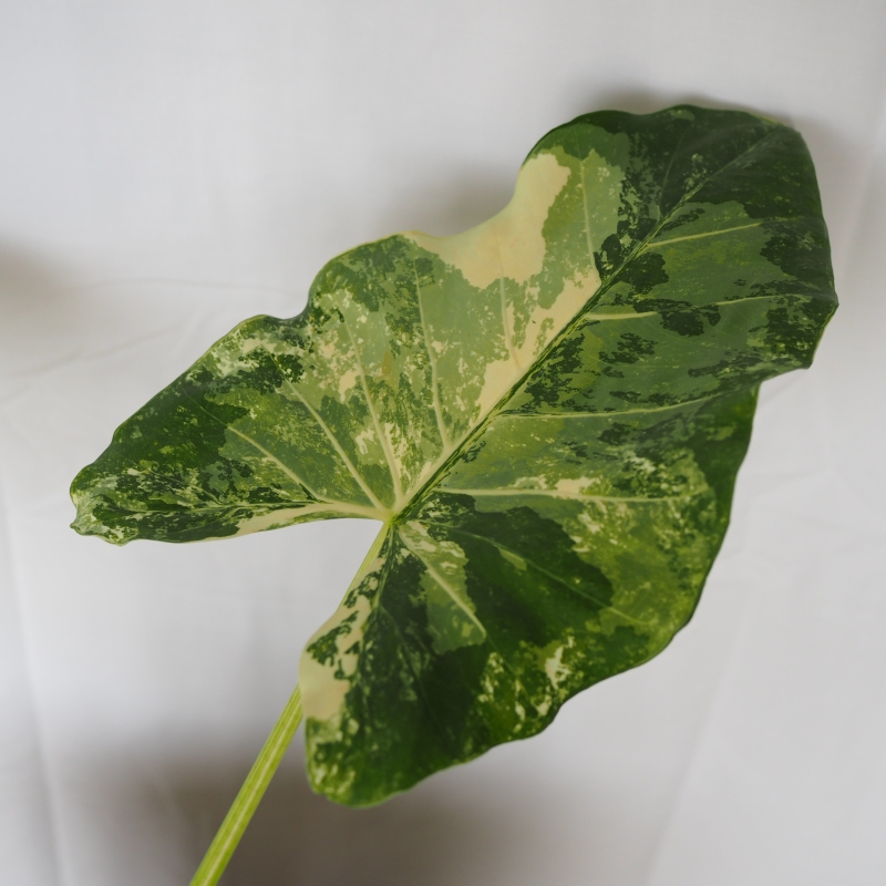 Variegated Alocasia Macrorrhizos - Image 3