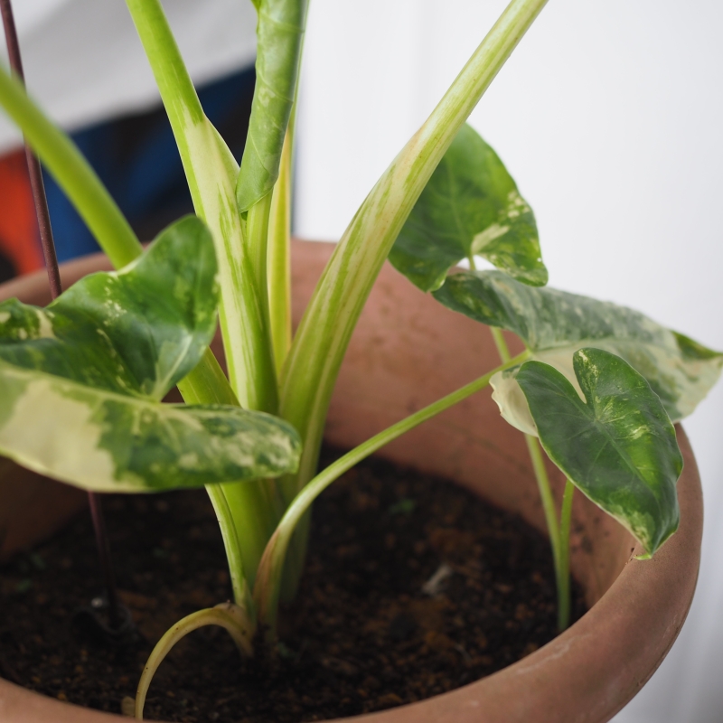 Variegated Alocasia Macrorrhizos - Image 4
